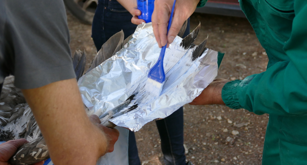 Décoloration de plumes pour permettre la reconnaissance en vol