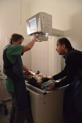 Figure 3 : Examens vétérinaires réalisés sur Cazals, décembre 2015