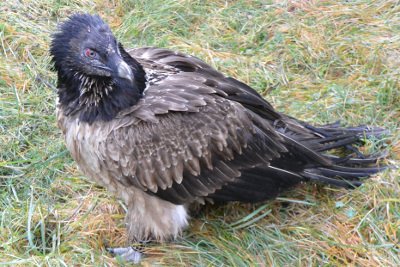 Figure 4 : Cazals en volière, janvier 2016