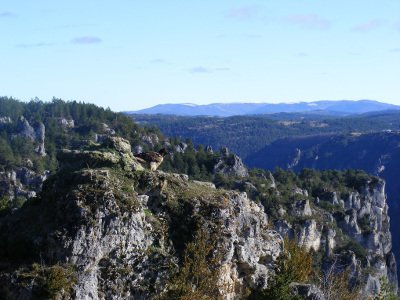 Figure 5 : Cazals avant son envol, lors de son relâcher, janvier 2016