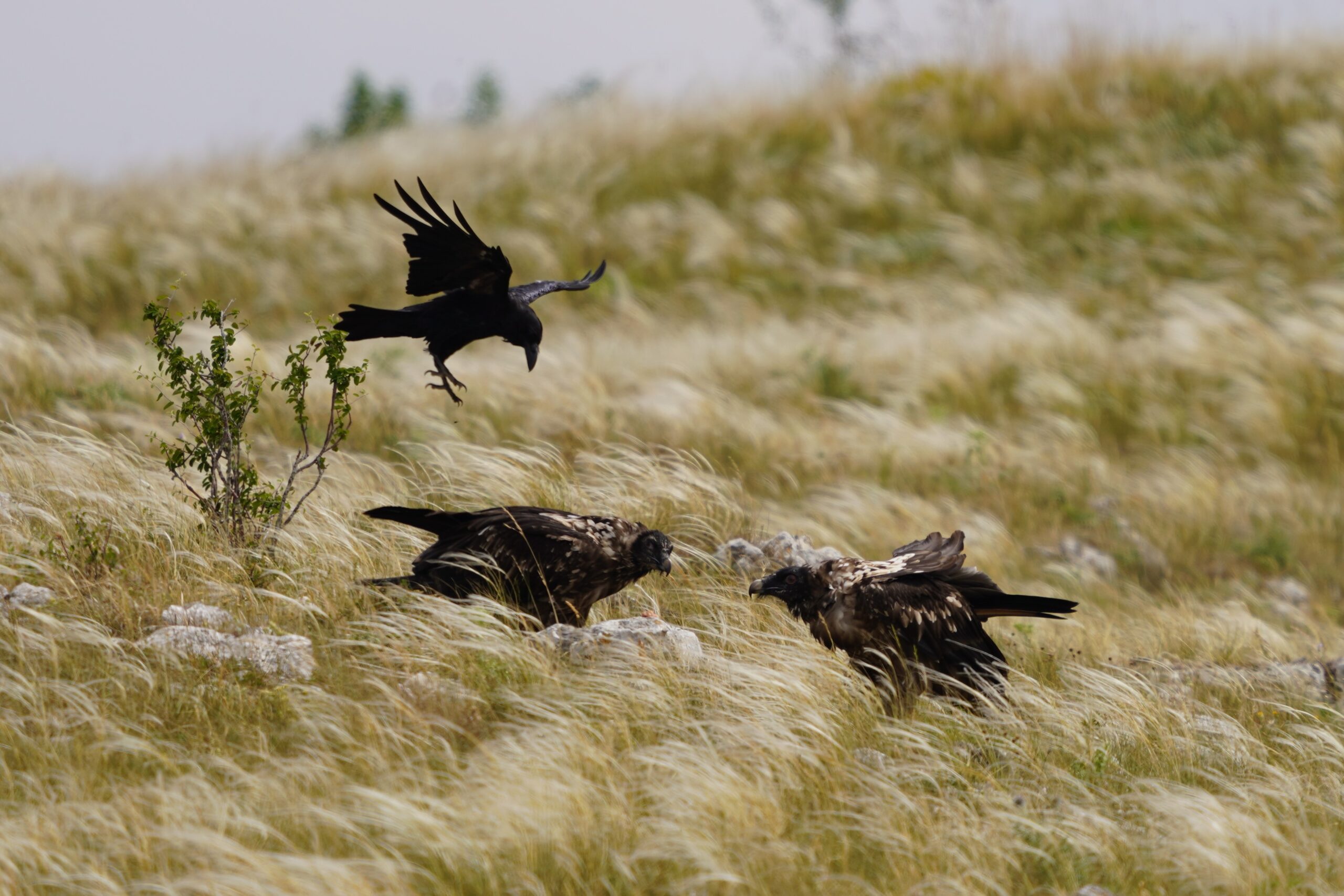 rei_et_roc_grandcorbeau__c_camille_robert_.jpg