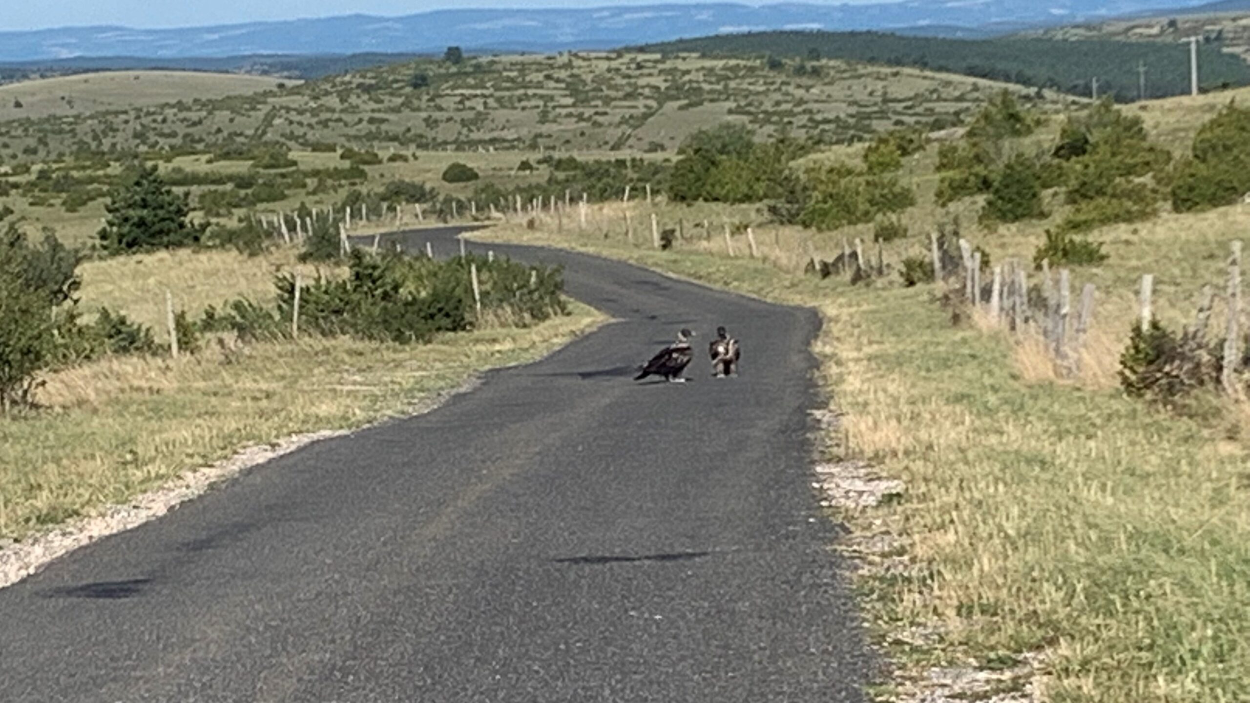 roc_et_rei_del_causse_sur_la_route_juillet2022_c_lpo.jpg