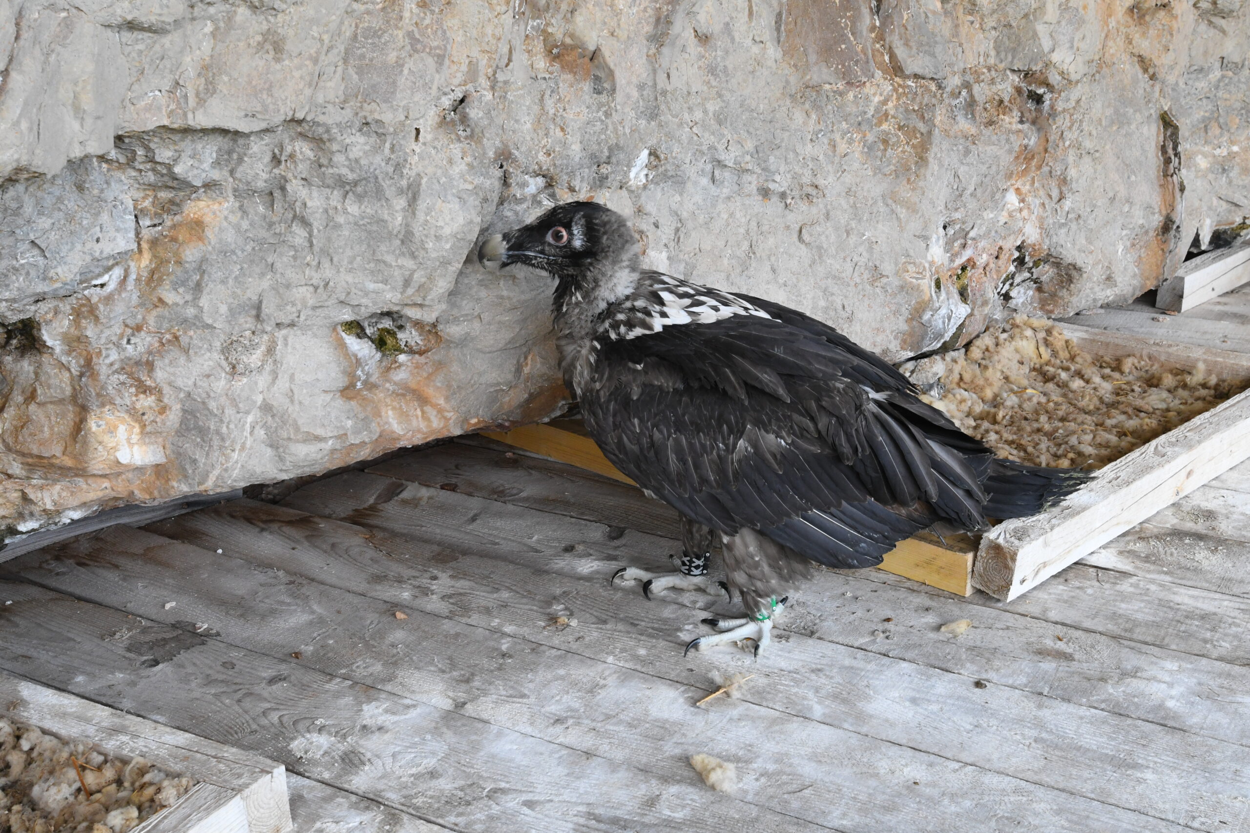 Premiers instants de Terre dans la caviét de taquet